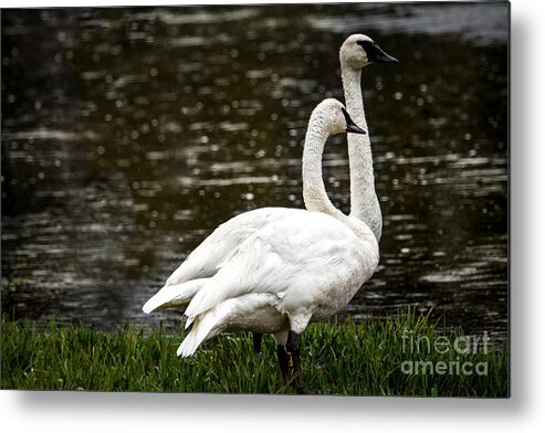Swan Metal Print featuring the photograph Two Trumpter Swans by Robert Bales