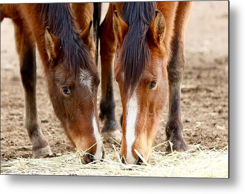 Irginia Range Mustangs Metal Print featuring the photograph Two Young Friends by Maria Jansson