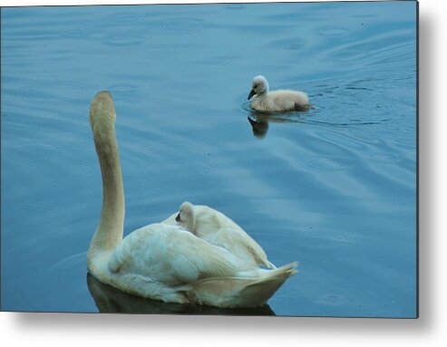 Swans Metal Print featuring the photograph Ugly Ducklings by Chuck Brown