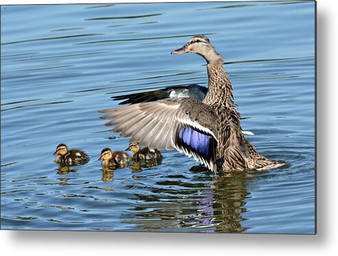 Mallards Metal Print featuring the photograph Under My Wings by Fraida Gutovich