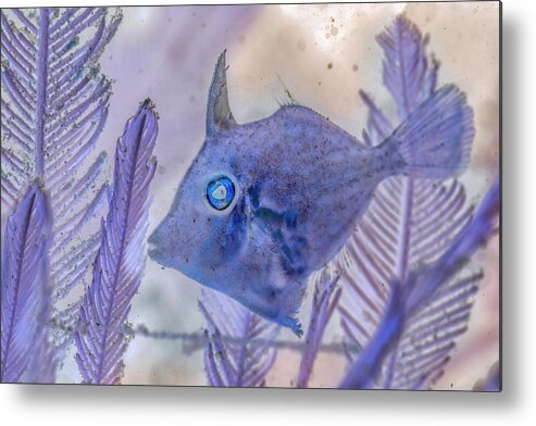 Florida Metal Print featuring the photograph Under the Sea Colorful Watercolor Art #8 by Debra and Dave Vanderlaan