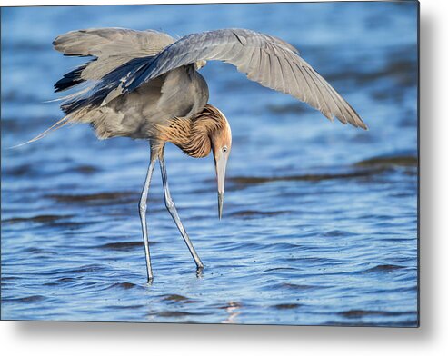Reddish Heron Metal Print featuring the photograph Under the Wing by Todd Ryburn
