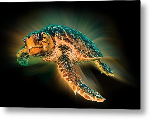 Turtle Metal Print featuring the photograph Undersea Turtle by Debra and Dave Vanderlaan