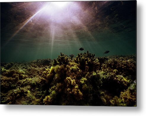 Sunset Metal Print featuring the photograph Underwater Sunset by Gemma Silvestre