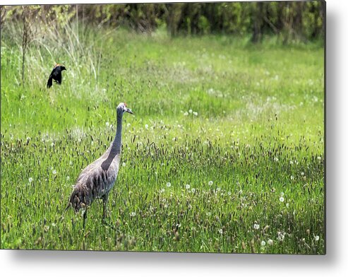 Sandhill Crane Metal Print featuring the photograph Unfazed by Belinda Greb