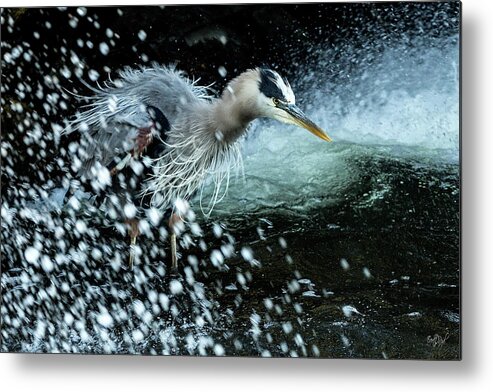 Great Metal Print featuring the photograph Unfazed Focus by Everet Regal