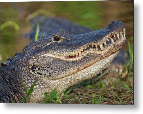 American Metal Print featuring the photograph Unfriendly Teeth by David Watkins