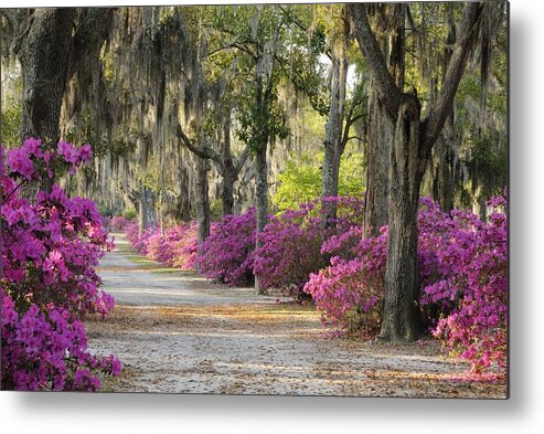 Road Metal Print featuring the photograph Unpaved road with Azaleas and Oaks by Bradford Martin
