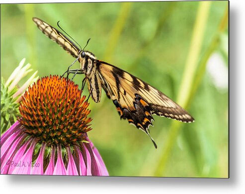 Butterfly Metal Print featuring the photograph Untitled Butterfly by Paul Vitko