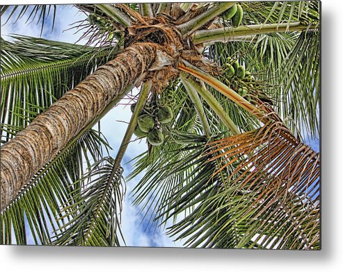 Coconut Palm Metal Print featuring the photograph Up A Tree by HH Photography of Florida
