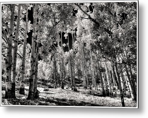 Up Among The Aspens Metal Print featuring the digital art Up Among the Aspens by William Fields