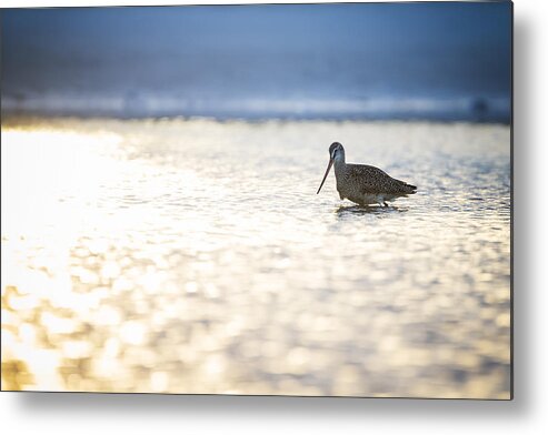 Long Billed Curlew Metal Print featuring the photograph Up at Dawn by Todd Ryburn