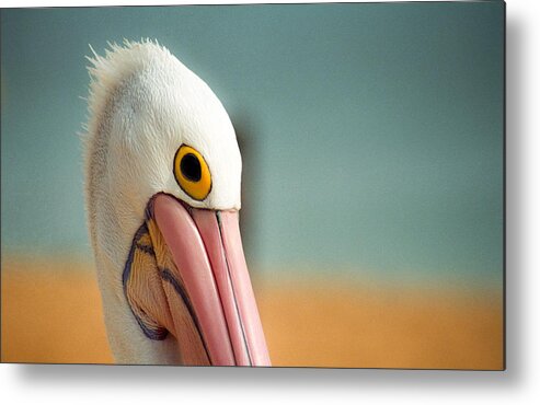 Beach Metal Print featuring the photograph Up Close and Personal With My Pelican Friend by T Brian Jones