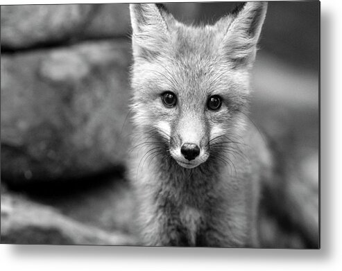 Red Fox Metal Print featuring the photograph Up close by Dan Friend