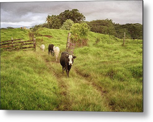 Cows Metal Print featuring the photograph Upcountry Ranch by Susan Rissi Tregoning