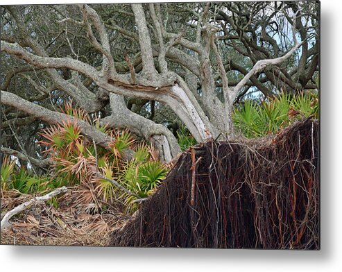 Jekyll Island Metal Print featuring the photograph Uprooted by Bruce Gourley