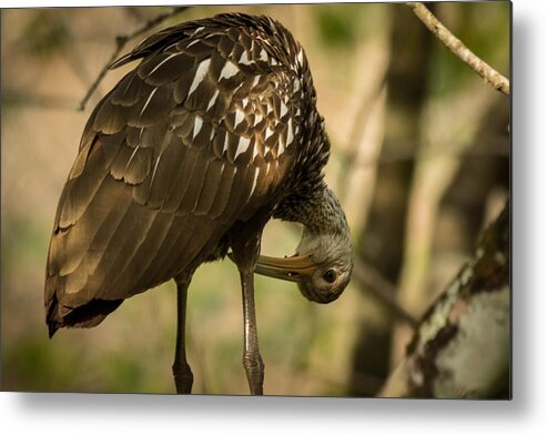 Nature Metal Print featuring the photograph Upside Down Limpkin by George Kenhan
