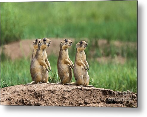 Dave Welling Metal Print featuring the photograph Utah Prairie Dogs Cynomys Parvidens Wild Bryce Canyon by Dave Welling