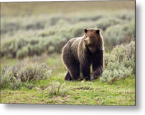 Grizzly Bear Metal Print featuring the photograph Valley Girl by Aaron Whittemore