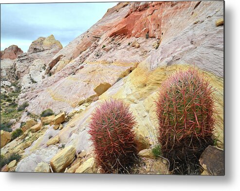 Valley Of Fire State Park Metal Print featuring the photograph Valley of Fire Barrel Cactus by Ray Mathis