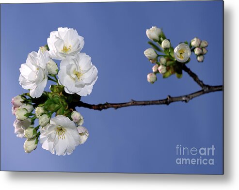 Terry Elniski Photography Metal Print featuring the photograph Vancouver 2017 Spring Time Cherry Blossoms - 4 by Terry Elniski