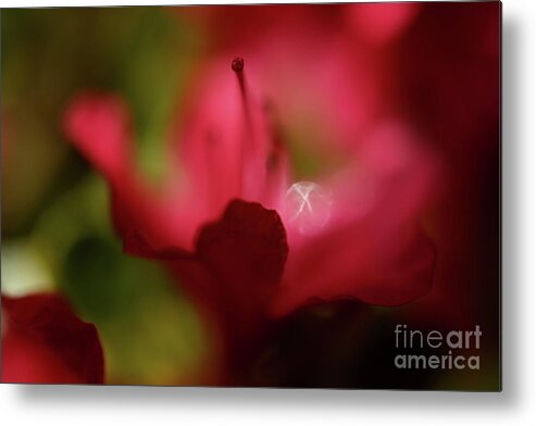 Terry Elniski Photography Metal Print featuring the photograph Vancouver Spring Time Flowers - Deep Red Azaleas 3 by Terry Elniski