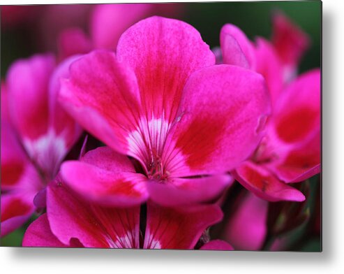 Pink Flowers Metal Print featuring the photograph Vibrant Pink Flowers by Angela Murdock