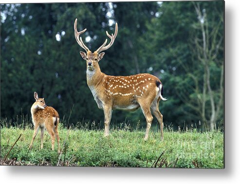 Adult Metal Print featuring the photograph Vietnamese Sika Deer by Gerard Lacz