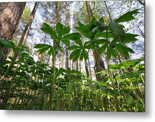 Forest Floor Metal Print featuring the photograph View From The Floor by Mark Highfield