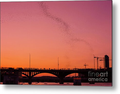Mexican Free-tail Bats Metal Print featuring the photograph View of the Congress Bridge in Austin as streams of bats fly out of the bridge during pink sunset by Dan Herron