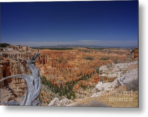 Bryce Canyon National Park Metal Print featuring the photograph View with old tree at Bryce Canyon National Park by Dan Friend