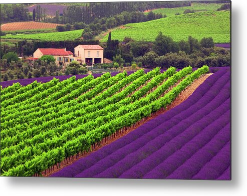 Lavender Fields Metal Print featuring the photograph Vignes et Lavande by John Galbo