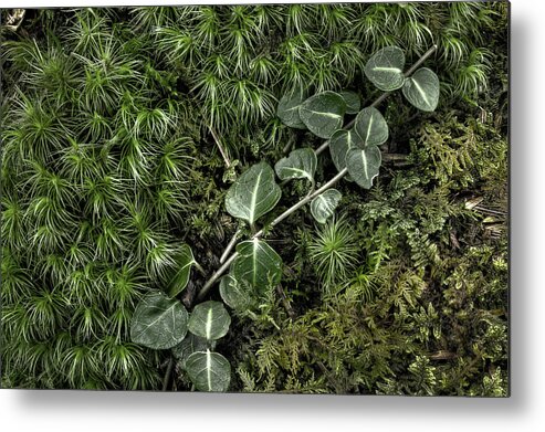 Moss Metal Print featuring the photograph Vine And Moss by Mike Eingle