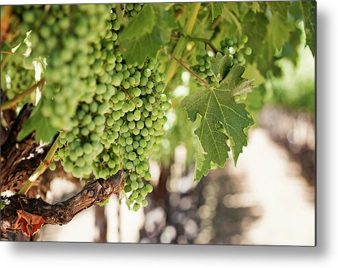 Napa Valley Photo Metal Print featuring the photograph Wine Vineyard of St. Helena - Grapevine Napa Valley Photography by Melanie Alexandra Price