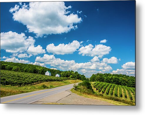 Vineyard Metal Print featuring the photograph Vineyards In Summer by Steven Ainsworth