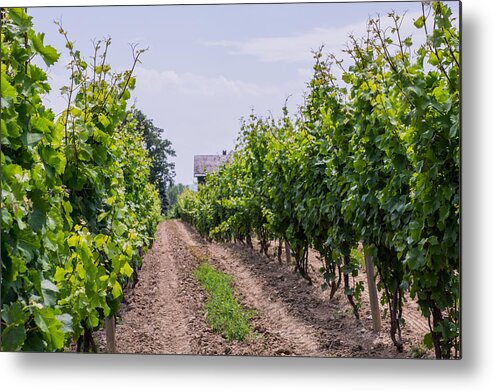 Vineyard Metal Print featuring the photograph Vineyards of old Color Horizontal by Photographic Arts And Design Studio