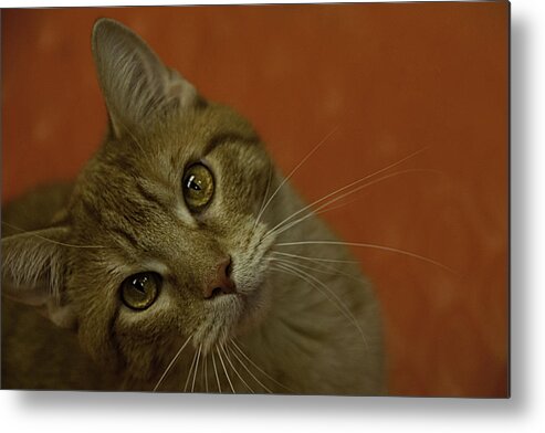 Cat Metal Print featuring the photograph Vinny the Kitty by Mitch Spence