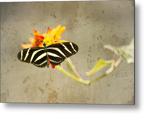 Zebra Butterfly Metal Print featuring the photograph Vintage Butterfly by Melanie Alexandra Price