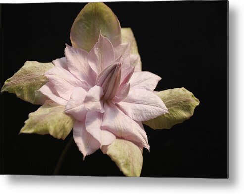 Abundant Metal Print featuring the photograph Violet Elizabeth Clematis by Tammy Pool
