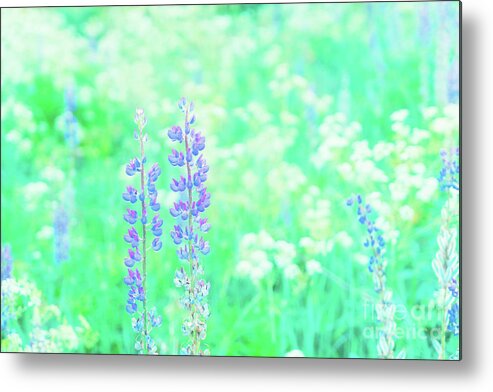 Forest Metal Print featuring the photograph Violet Lupine Lane by Anastasy Yarmolovich