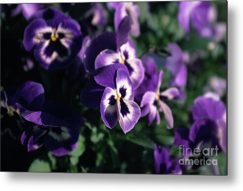 Violet Metal Print featuring the photograph Violet Pansies by Riccardo Mottola
