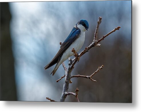 Bird Metal Print featuring the photograph Vision in blue by Peter Ponzio