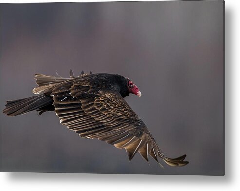 Vulture Metal Print featuring the photograph Vulture by Paul Freidlund