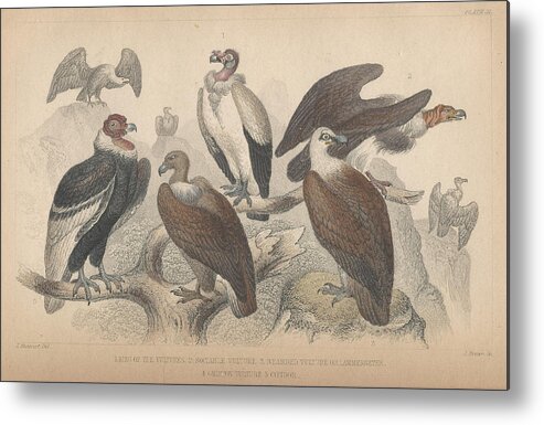 Antique Prints Metal Print featuring the drawing Vultures by Dreyer Wildlife Print Collections 