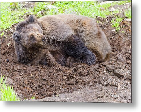 Wildlife. Brown Metal Print featuring the photograph Waddya Want by Harold Piskiel