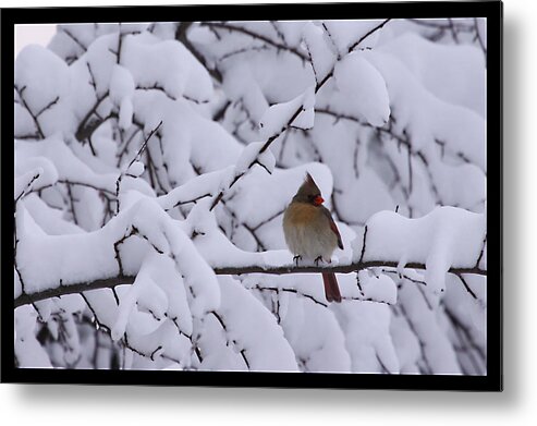 Female Cardinal Bird Wildlife Snow Season Winter Photograph Photographer Metal Print featuring the photograph Waiting for Mr. C by Shari Jardina