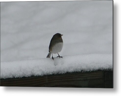 Photography Metal Print featuring the digital art Waiting for Spring by Barbara S Nickerson