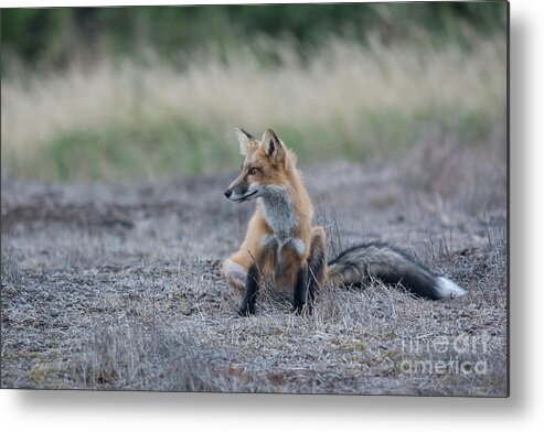 Fox Metal Print featuring the photograph Waiting by John Greco