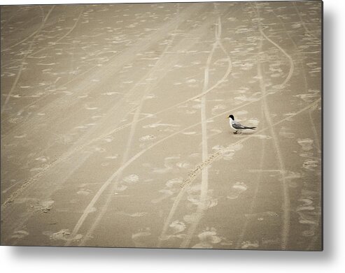 Bird Metal Print featuring the photograph Waiting My Turn by Carolyn Marshall