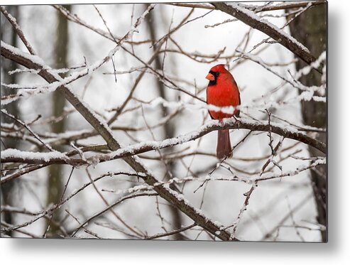 Northern Cardinal Metal Print featuring the photograph Waiting out the Storm by David Kay